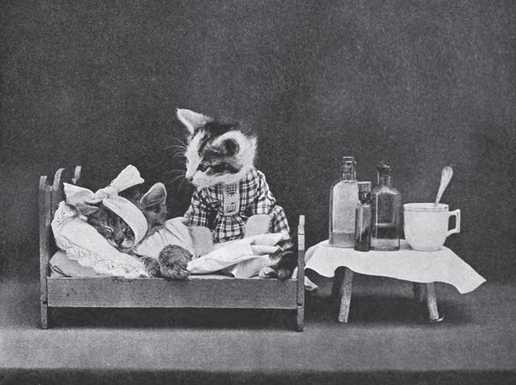 Harry Whittier Frees LOLCats From Yesteryears Photographs by Harry Whittier Frees