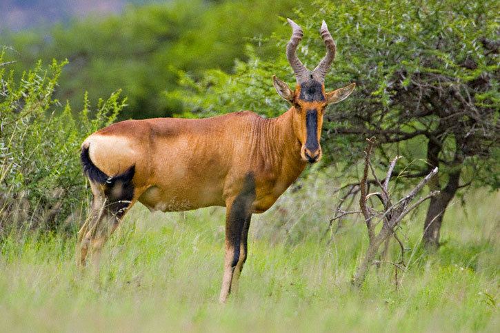 Hartebeest Hartebeest Facts History Useful Information and Amazing Pictures