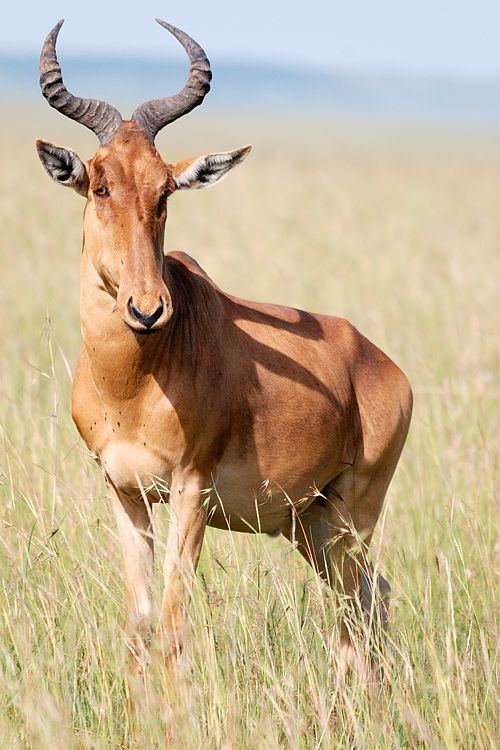 Hartebeest 1000 images about Topi and Hartebeest on Pinterest Horns