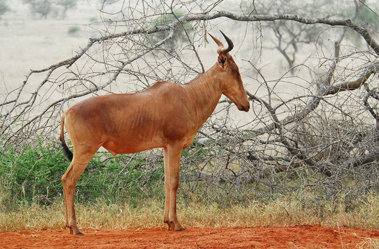 Hartebeest Hartebeest African Wildlife Foundation