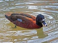Hartlaub's duck httpsuploadwikimediaorgwikipediacommonsthu