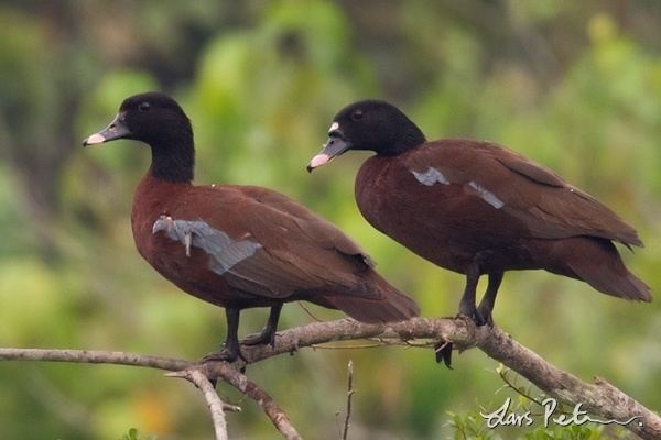 Hartlaub's duck Hartlaub39s Duck Cameroon Bird images from foreign trips My