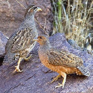 Hartlaub's spurfowl wwwbiodiversityexplorerorgbirdsphasianidaeima