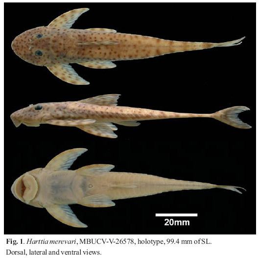 Harttia Harttia merevari a new species of catfish Siluriformes