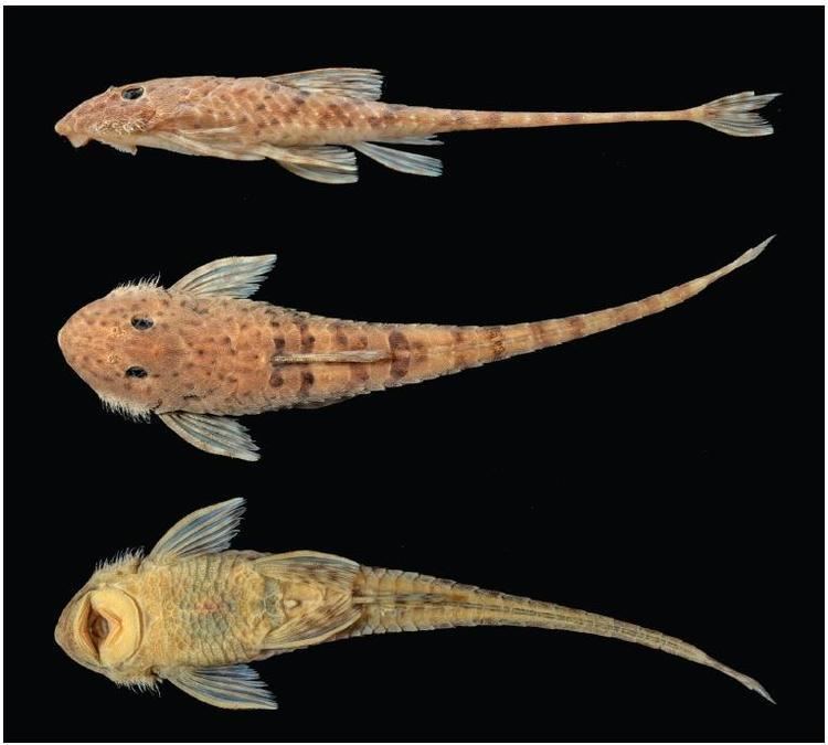 Harttia Harttia absaberi a new species of loricariid catfish Siluriformes