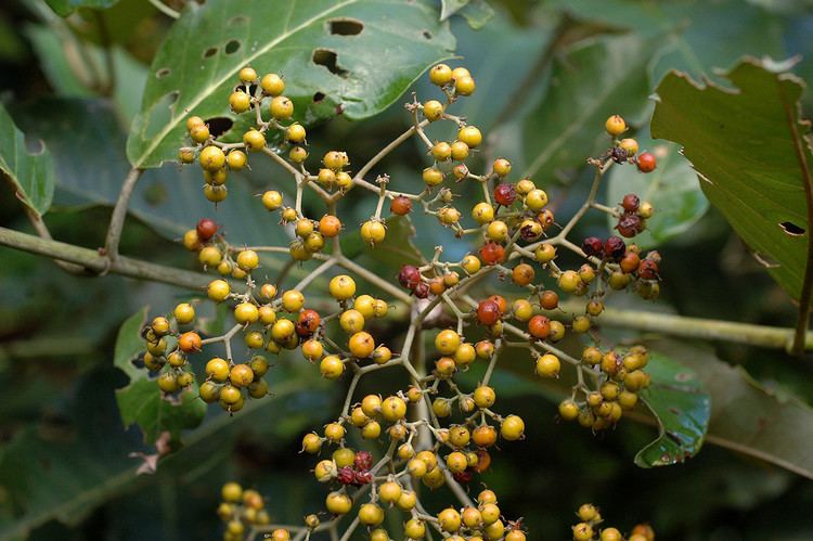 Harungana Flora of Zimbabwe Cultivated species information individual