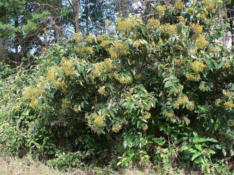 Harungana Central African Plants A Photo Guide Harungana madagascariensis