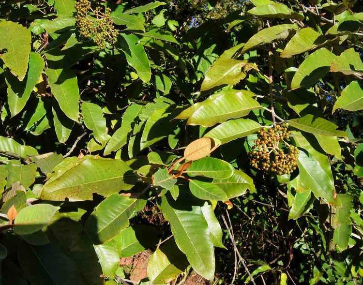 Harungana Flora of Zimbabwe Cultivated species information individual