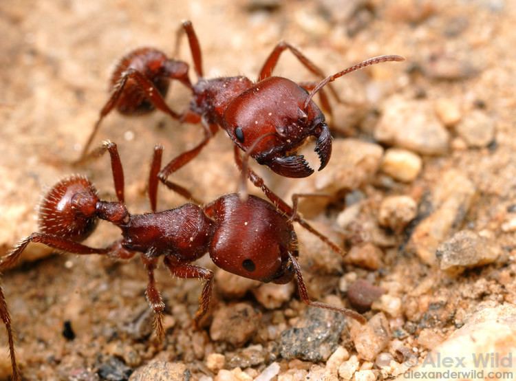red harvester ant