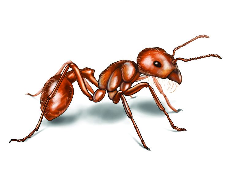 Harvester ant Harvester Ant Behavior Characteristics of Harvester Ants