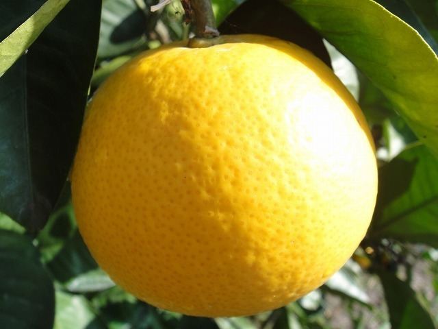 Hassaku orange hanaonline Rakuten Global Market Hassaku orange it blooms