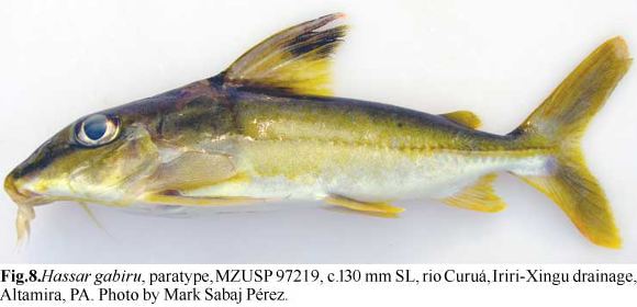 Hassar (genus) Taxonomic revision of thorny catfish genus Hassar Siluriformes