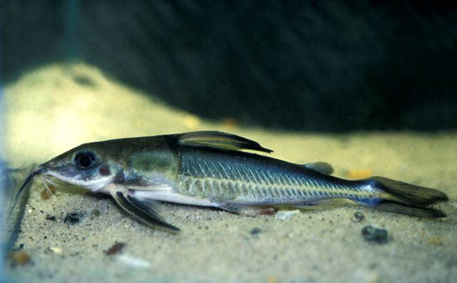 Hassar (genus) Fish Identification