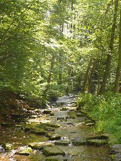 Hasselbach (Dürre Holzminde) httpsuploadwikimediaorgwikipediacommonsthu