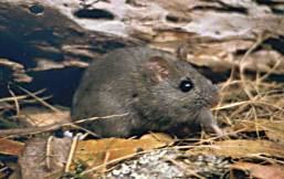 Hastings River mouse Rare Mouse Found in the Border Ranges National Park New South Wales