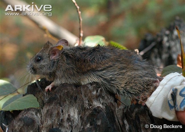 Hastings River mouse Hastings river mouse videos photos and facts Pseudomys oralis