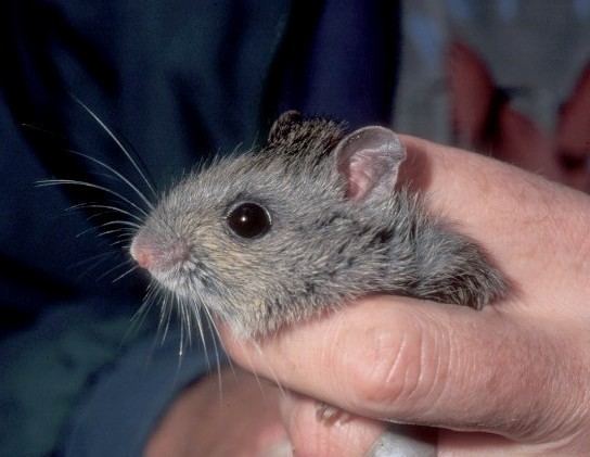 Hastings River mouse Hastings River mouse Pseudomys oralis Department of Environment