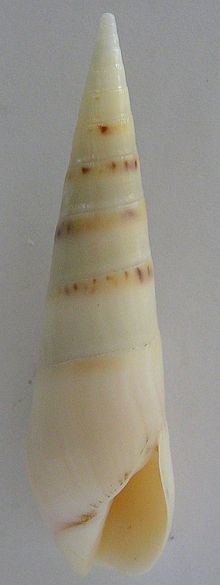 Hastula hectica httpsuploadwikimediaorgwikipediacommonsthu