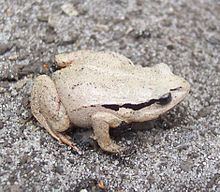 Haswell's frog httpsuploadwikimediaorgwikipediacommonsthu