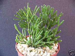 Hatiora salicornioides Hatiora salicornioides rare succulent plant cactus 4pot eBay