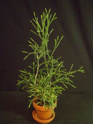 Hatiora salicornioides Plants are the Strangest People College Roommate Hatiora