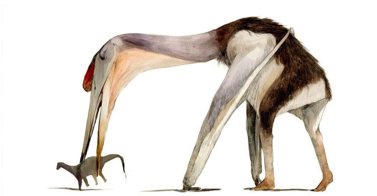 Hatzegopteryx hatzegopteryx DeviantArt