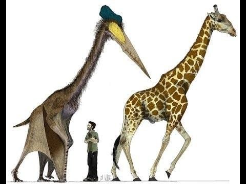 Hatzegopteryx Hatzegopteryx YouTube