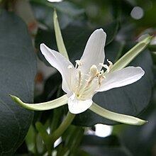 Hauya heydeana httpsuploadwikimediaorgwikipediacommonsthu