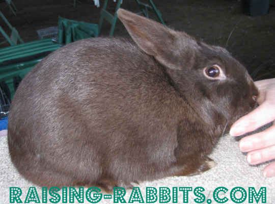 Havana (rabbit) Havana Rabbit