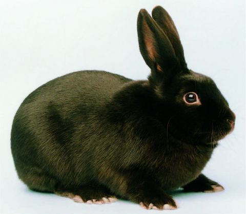 Havana (rabbit) 1000 images about Havana Rabbits on Pinterest Rabbit Pittsburgh