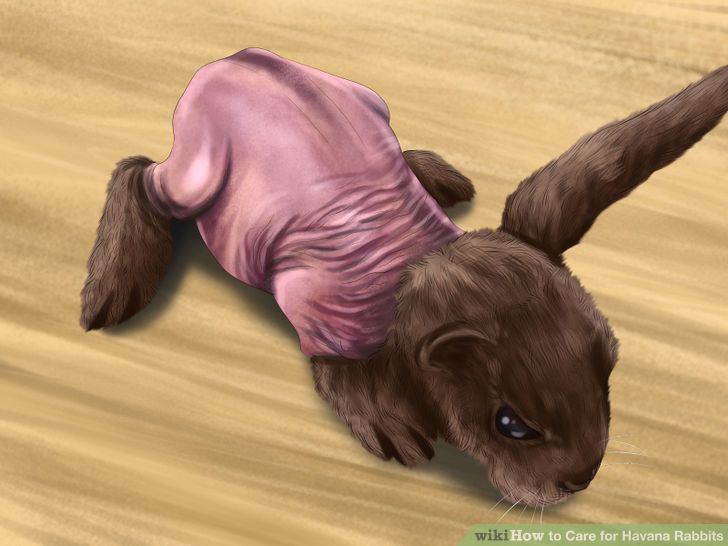 Havana (rabbit) How to Care for Havana Rabbits 14 Steps with Pictures wikiHow