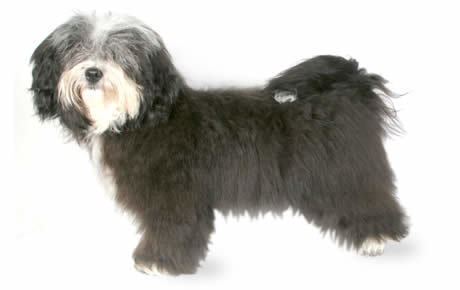Havanese Havanese Dog Breed Information Pictures Characteristics amp Facts