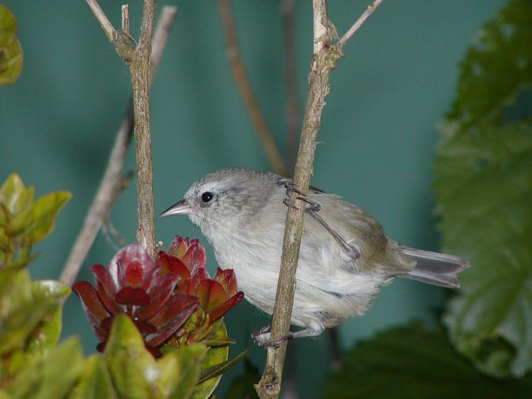 Hawaiʻi creeper Avian Reintroduction and Translocation Species Hawaii Creeper