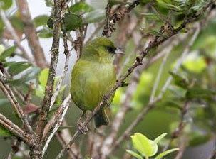 Hawaiʻi creeper Help Bring Back Hawaii Forest Birds Preserve Hawaii
