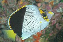 Hawaiian butterflyfish httpsuploadwikimediaorgwikipediacommonsthu
