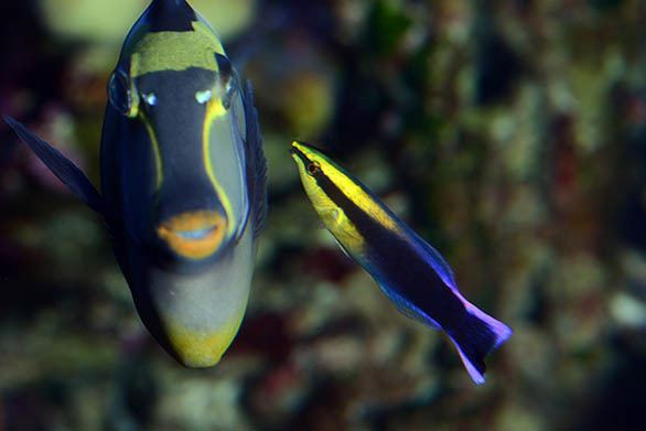 Hawaiian cleaner wrasse Hawaiian Fish Cleaner Wrasse Maui Ocean Center Marine Life Profile