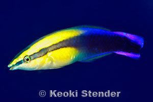 Hawaiian cleaner wrasse Hawaiian Cleaner Wrasse Labroides phthirophagus
