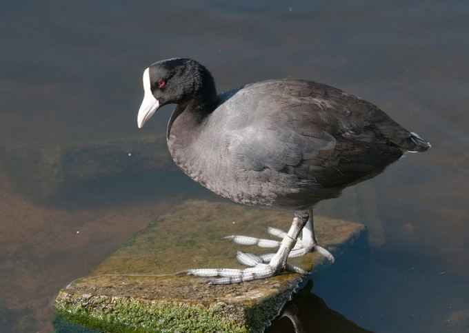Hawaiian coot Hawaiian Coot This duckish fellow is endangered Check out those