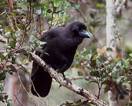 Hawaiian crow - Alchetron, The Free Social Encyclopedia