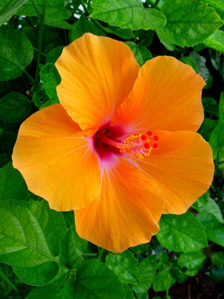 Hawaiian hibiscus Hawaiian Hibiscus by joeyartist on DeviantArt