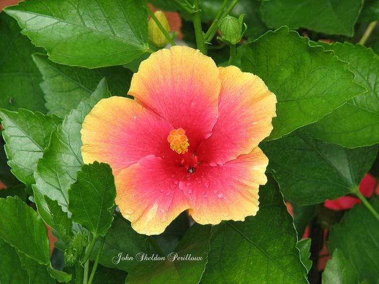 Hawaiian hibiscus Untitled Document