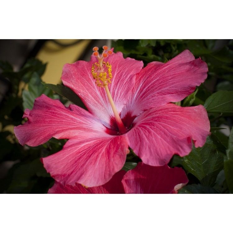 Hawaiian hibiscus Aztec Hawaiian Hibiscus BBW Type