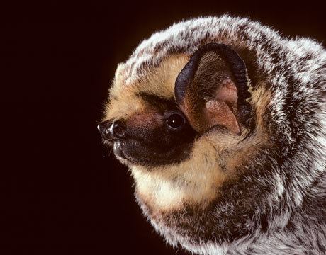 Hawaiian hoary bat The Hawaiian Hoary Bat The Endemic Panic