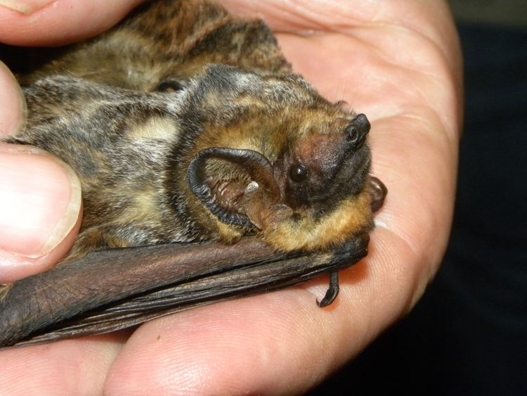 Hawaiian hoary bat Origins of the Hawaiian Hoary Bat Revealed