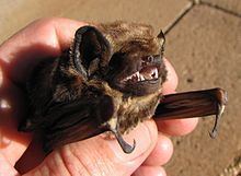 Hawaiian hoary bat Hawaiian hoary bat Wikipedia