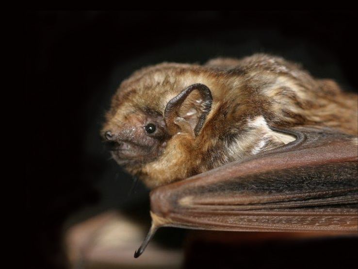 Hawaiian hoary bat Hawaiian Hoary Bat Vertebrate Zoology