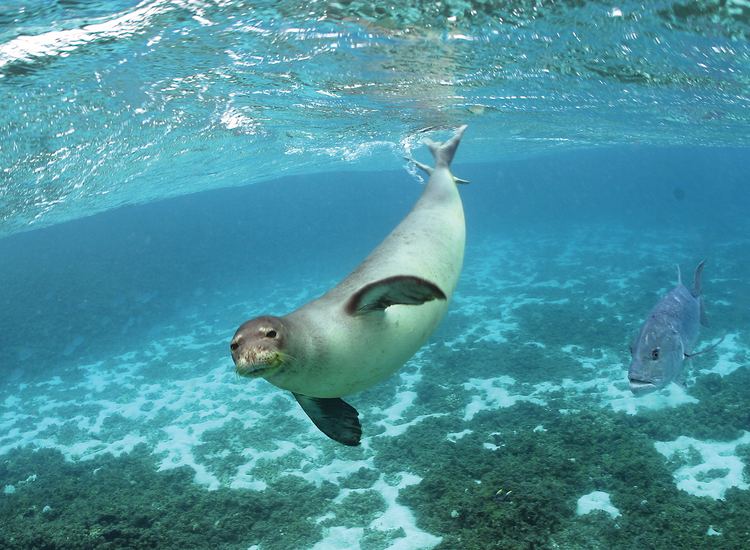 Hawaiian monk seal 12 Reasons Why Hawaiian Monk Seals Are Adorable