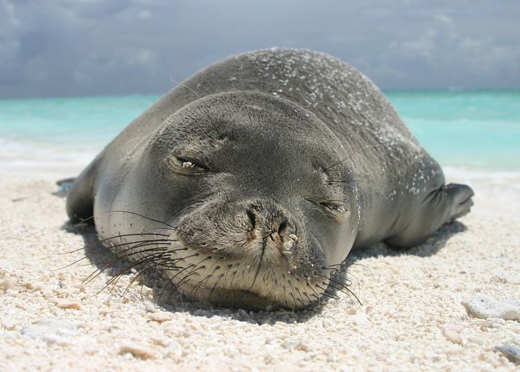 Hawaiian monk seal Hawaiian Monk Seals Marine Conservation Institute