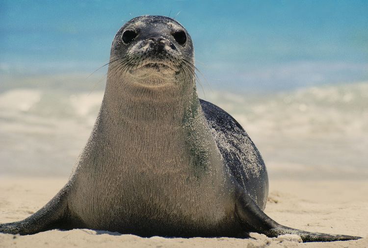Hawaiian monk seal Hawaiian Monk Seal National Geographic