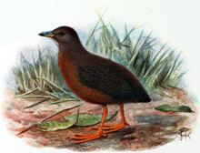 Hawaiian rail httpsuploadwikimediaorgwikipediacommonsthu